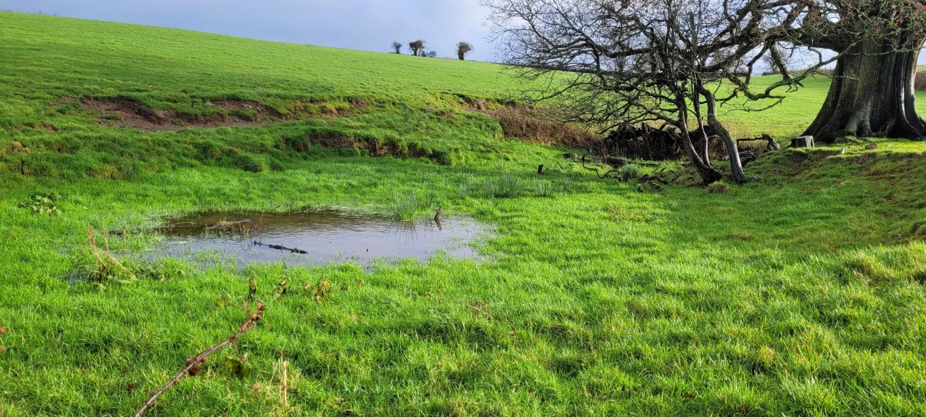 torridge habitat bank