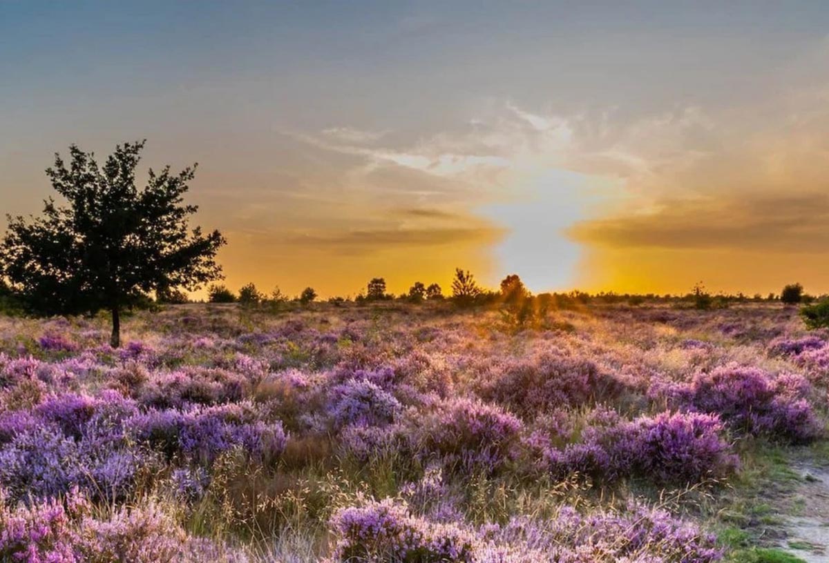 Enquiry cta heathland